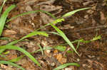 Thinfruit sedge